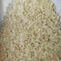 برنج کامفیروزی