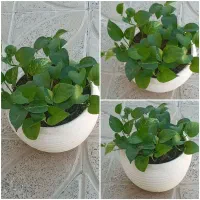 ماهی همه فروشی هستن