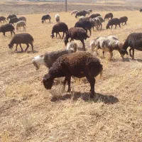 دو عدد قوچ یک سال|حیوانات مزرعه|سربند, |دیوار