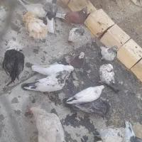 کبوتر|پرنده|پیر بکران, |دیوار