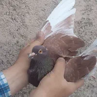 کبوترسینه کله ساده قره سرخ