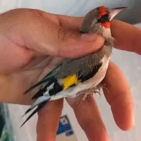 دورگ بی نظیر