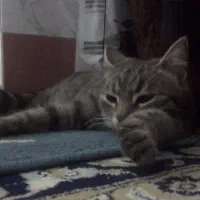 گمشده گربه|حیوانات|بجنورد, |دیوار