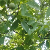 اجاره باغ گردو