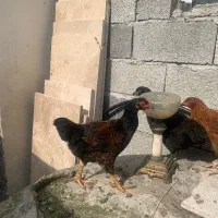 جوجه ۲ ماهه طبیعی