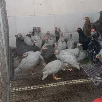 بوقلمون|حیوانات مزرعه|بندر کنگان, |دیوار