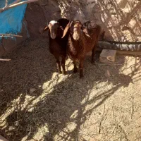 ۲تا بره ماده