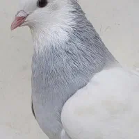 کفتر طوقی ابی فروش و معاوضه با قناری .سهره .یاسمین|پرنده|شیراز, کوشک میدان|دیوار