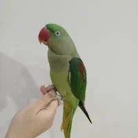 گمشده شاه طوطی. به یابنده مژدگانی داده میشود