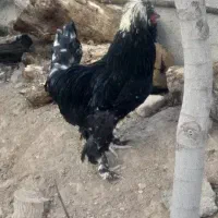 ۲ عدد خروس سلطان