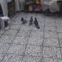 کبوتر|پرنده|رشت, شهرک آیت الله منتظری|دیوار