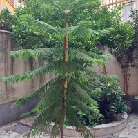 کاج مطبق