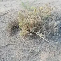 زمین مسکونی