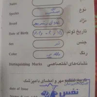 سگ گلدن|سگ|کرج, فاز ۳ گوهردشت|دیوار