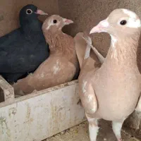 زرد پلنگ|پرنده|کرمان, |دیوار