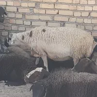 یک عدد میش چاق هم برای داشت هم کشتار