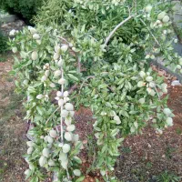 باغ شهری معاوضه با منزل یا مغازه|فروش خانه و ویلا|فسا, |دیوار