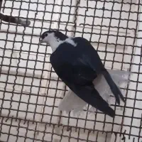 کبوتر|پرنده|فولادشهر, سایت صنعتی کاوه|دیوار