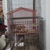 قفس پرنده|لوازم جانبی حیوانات|شهریار, شهریار|دیوار