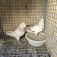 کفتر دهن خورده