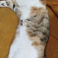 واگذاری|گربه|قوچان, |دیوار