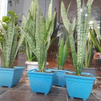 گل سانسوریا|گل و گیاه طبیعی|گنبد کاووس, |دیوار