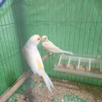 قناری با جوجه|پرنده|همدان, |دیوار