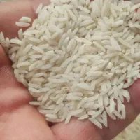 برنج طارم علی کاظمی سیلاخور ابادی