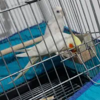 جفت عروس مست باتخم