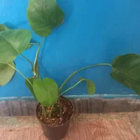 کراسولاخرفه ای|گل و گیاه طبیعی|بروجرد, |دیوار