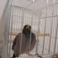 مرغ مینا|پرنده|رباط‌کریم, مسکن مهر آبشناسان|دیوار