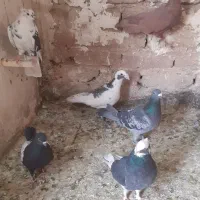 کفتر رنگی و پلاکی|پرنده|فردیس, فردیس|دیوار