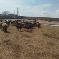 کره اسب نریون با اصالت