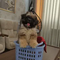 سگ بازی گوش مهربون