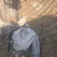 ۱۲ عدد کهره فروشی|حیوانات مزرعه|ارزوئیه, |دیوار