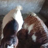 بز فروشی|حیوانات مزرعه|نیشابور, فضل|دیوار