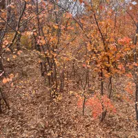 باغ ۸۵۰متری روستای سیجان|فروش زمین و ملک کلنگی|آسارا, |دیوار