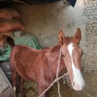 فروش کره اسب نریان