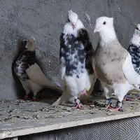 طوقی هفت رنگ عتیغه