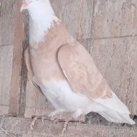 کفتر یاکبوتر