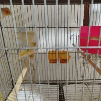 چند جفت قناری اماده|پرنده|میناب, |دیوار