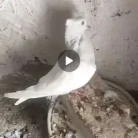 کبوتر گمشده