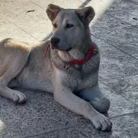 سگ سرابی ۸ماهه