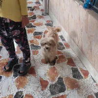 سگ خونگی سالم تمیز ۸ ماهه|سگ|قرچک, پویینک|دیوار