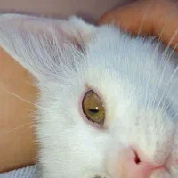 گربه|گربه|یاسوج, |دیوار