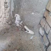 کبوتر سالم|پرنده|دهگلان, |دیوار