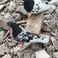 جفت کله سیاه