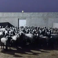 ویکی پدیا treoie گوسفند بره قـ. ــزوین|خدمات آموزشی|کوهبنان, |دیوار