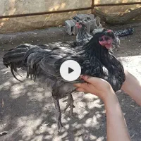 خروس
