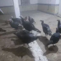 بوقلمون برنز|حیوانات مزرعه|تربت جام, میان جام|دیوار